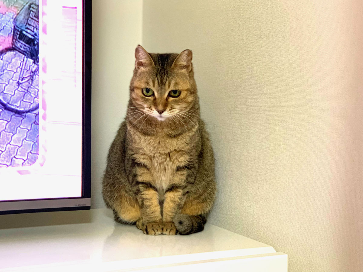 置物のようにたたずむ猫