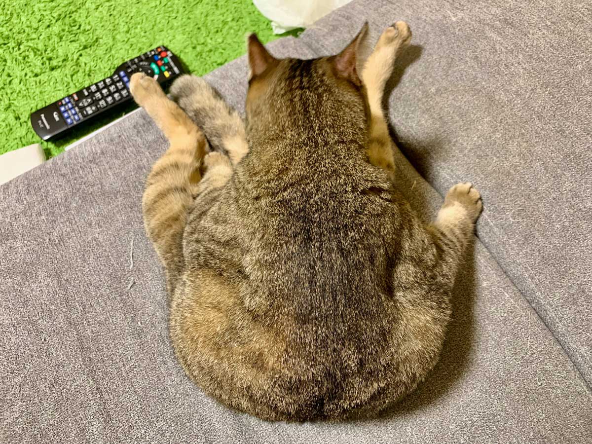 おじさん猫